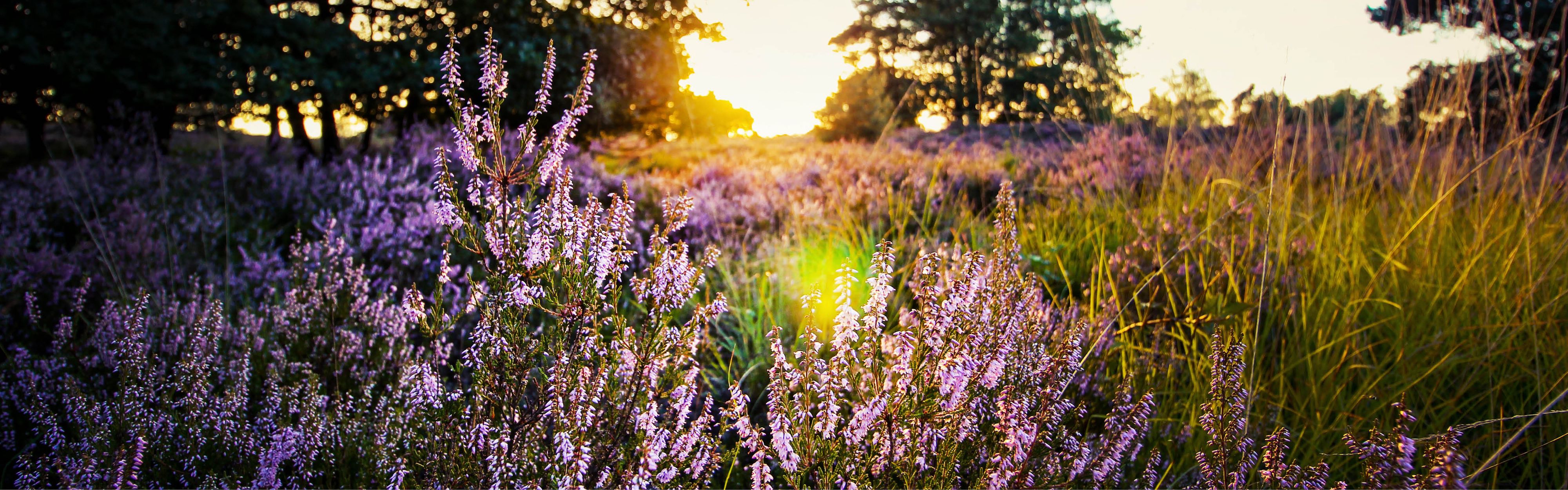 Dripping Springs Real Estate Agents and Brokers Dripping Springs Elite